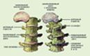 черных кремлевская диета 300 лучших рецептов