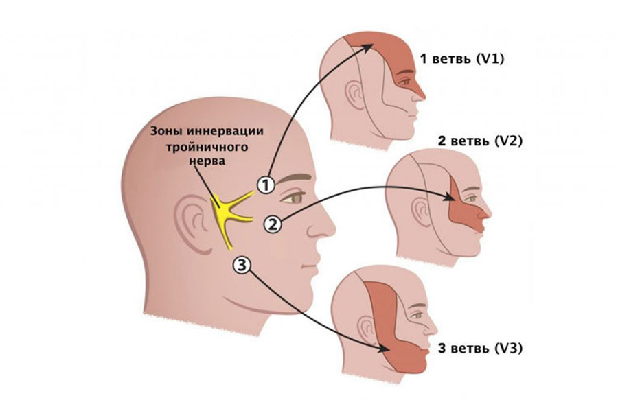 Зоны иннервации тройничного нерва